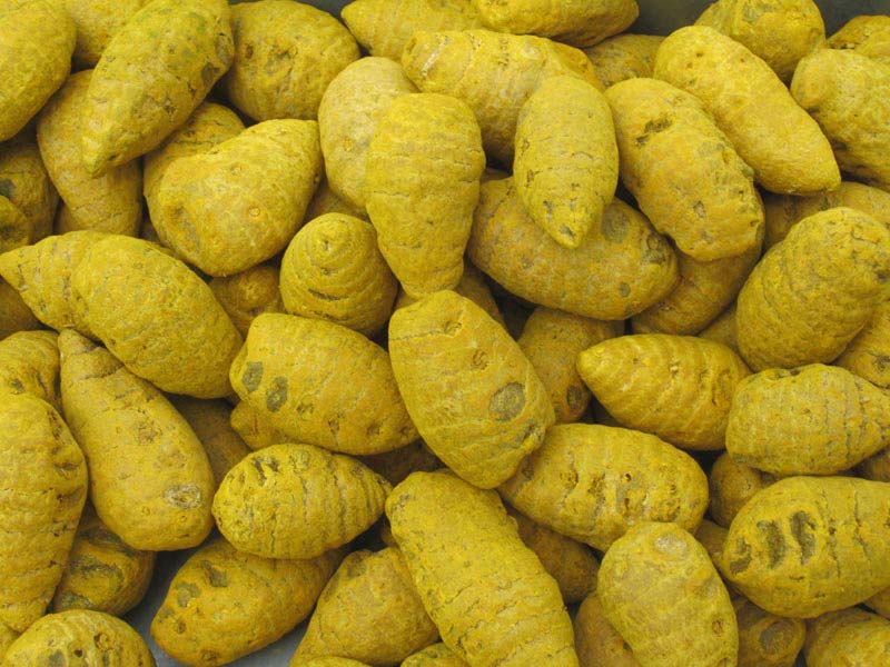 erode-premium-turmeric-bulbs